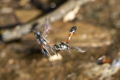 Trypoxylon tridentatum