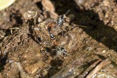 Trypoxylon tridentatum