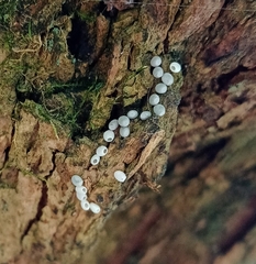 Lepidoptera