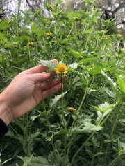 Bidens amplissima