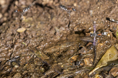 Trypoxylon tridentatum