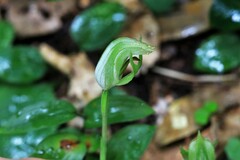 Pterostylis hildae