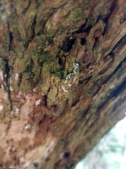Lepidoptera