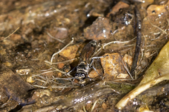 Trypoxylon tridentatum