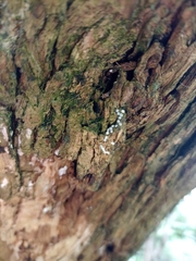 Lepidoptera