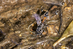 Trypoxylon tridentatum