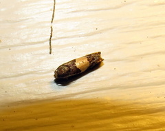 Epiblema tripartitana
