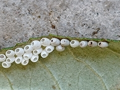 Lepidoptera