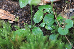 Pterostylis hildae