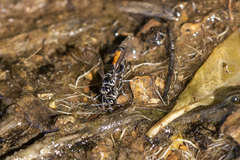 Trypoxylon tridentatum