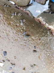 Isocladus armatus