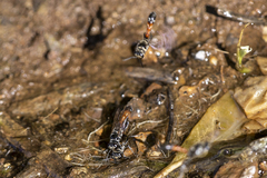 Trypoxylon tridentatum