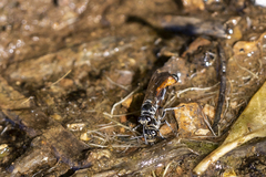 Trypoxylon tridentatum