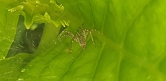 Allagelena gracilens