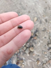 Isocladus armatus
