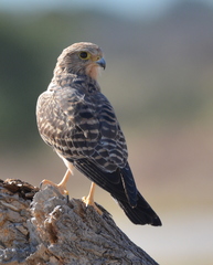 Falco rupicoloides