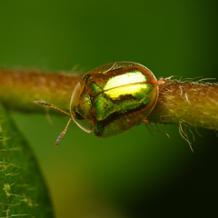 Charidotella succinea