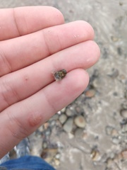 Isocladus armatus