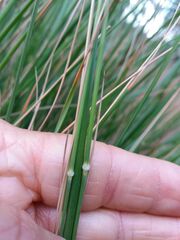 Brachypodium phoenicoides