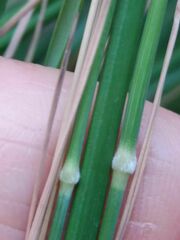 Brachypodium phoenicoides