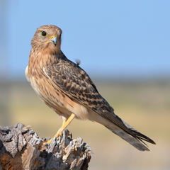 Falco rupicoloides