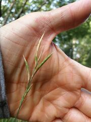 Brachypodium phoenicoides
