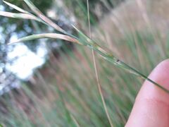 Brachypodium phoenicoides