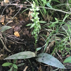 Platanthera flava