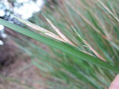 Brachypodium phoenicoides