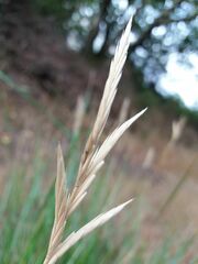 Brachypodium phoenicoides