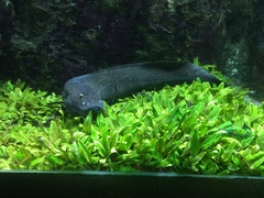 Protopterus annectens