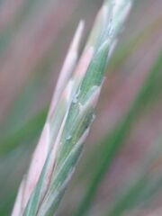Brachypodium phoenicoides