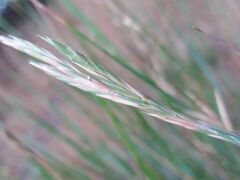 Brachypodium phoenicoides