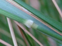 Brachypodium phoenicoides
