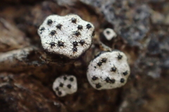 Poronia erici