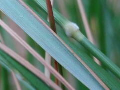 Brachypodium phoenicoides