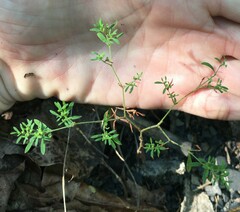 Paronychia fastigiata fastigiata