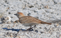 Calandrella cinerea spleniata