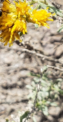 Image of Isocoma veneta by (c) Ricardo Olivo Rodríguez, some rights reserved (CC BY-SA)