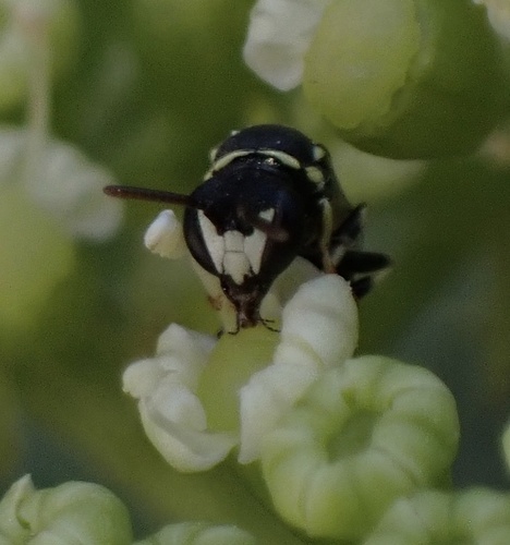 Dotted Masked Bee