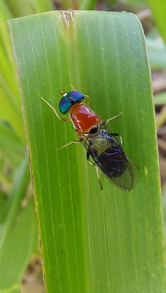 Sargus thoracicus
