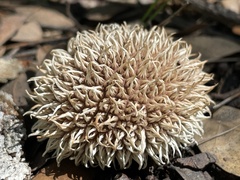 Lycoperdon pulcherrimum