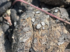Poronia erici