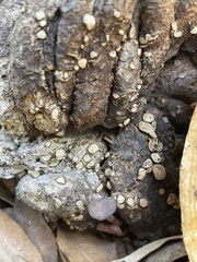 Poronia erici