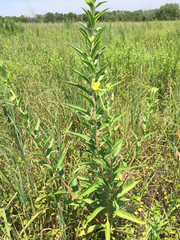 Oenothera villosa