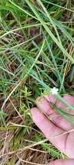 Stellaria umbellata