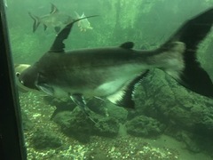 Pangasius sanitwongsei