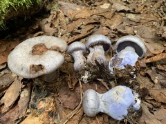 Cortinarius cyanites
