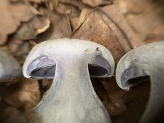 Cortinarius cyanites