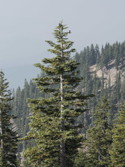Abies magnifica shastensis